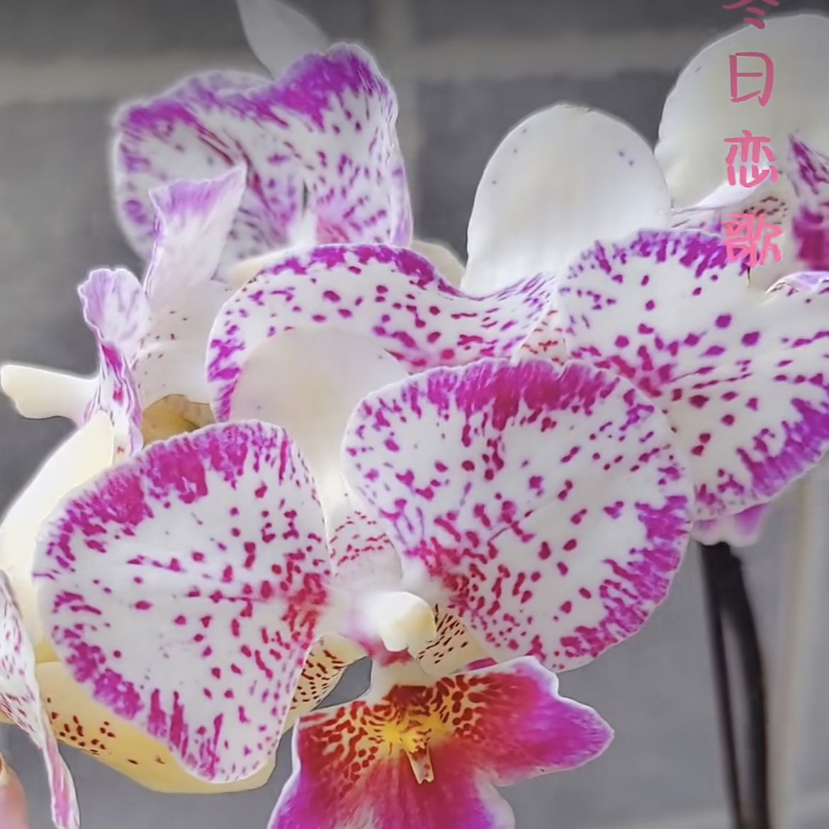 蝴蝶兰【超群冬之恋】冬日恋歌 2.8寸杯 带花剑,鲜花速递/花卉仿真/绿植园艺,国兰/杂交兰/洋兰类,淘宝优惠券,粉丝福利购,淘宝优惠卷