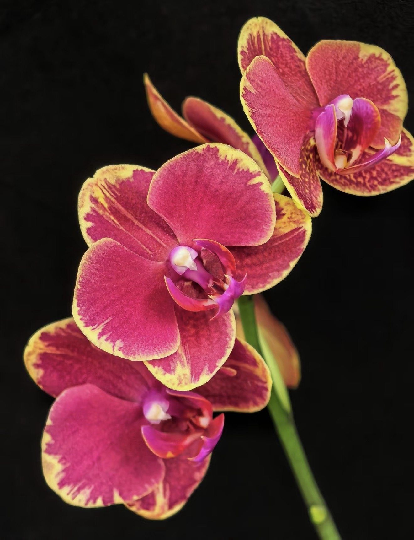 蝴蝶兰【金边吉祥】2.8寸杯带花剑,鲜花速递/花卉仿真/绿植园艺,国兰/杂交兰/洋兰类,淘宝优惠券,粉丝福利购,淘宝优惠卷