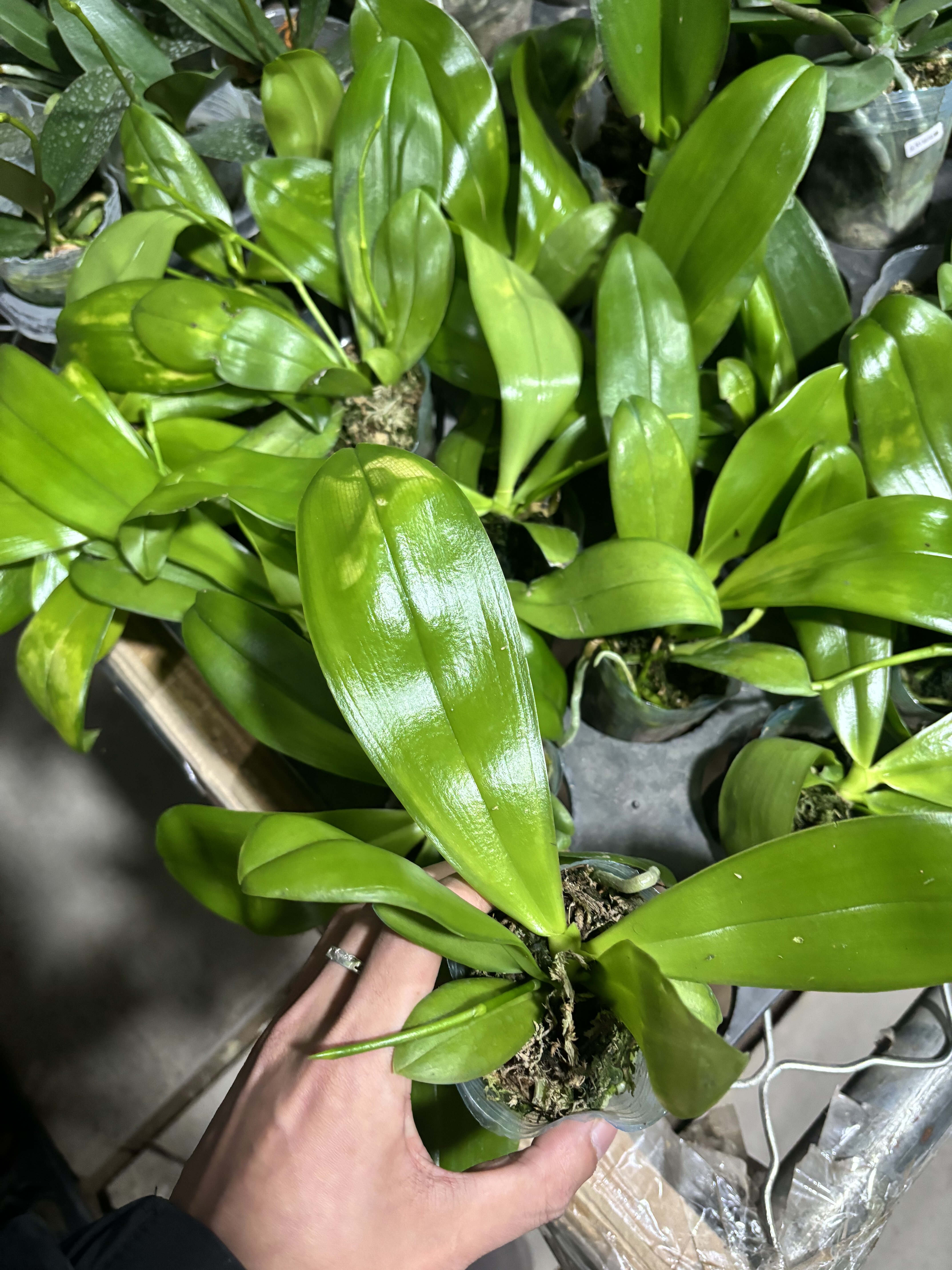 两颗发货原生蝴蝶兰盲盒2.5寸杯【瑕疵叶片或晒伤】无花剑 无售后,鲜花速递/花卉仿真/绿植园艺,国兰/杂交兰/洋兰类,淘宝优惠券,粉丝福利购,淘宝优惠卷