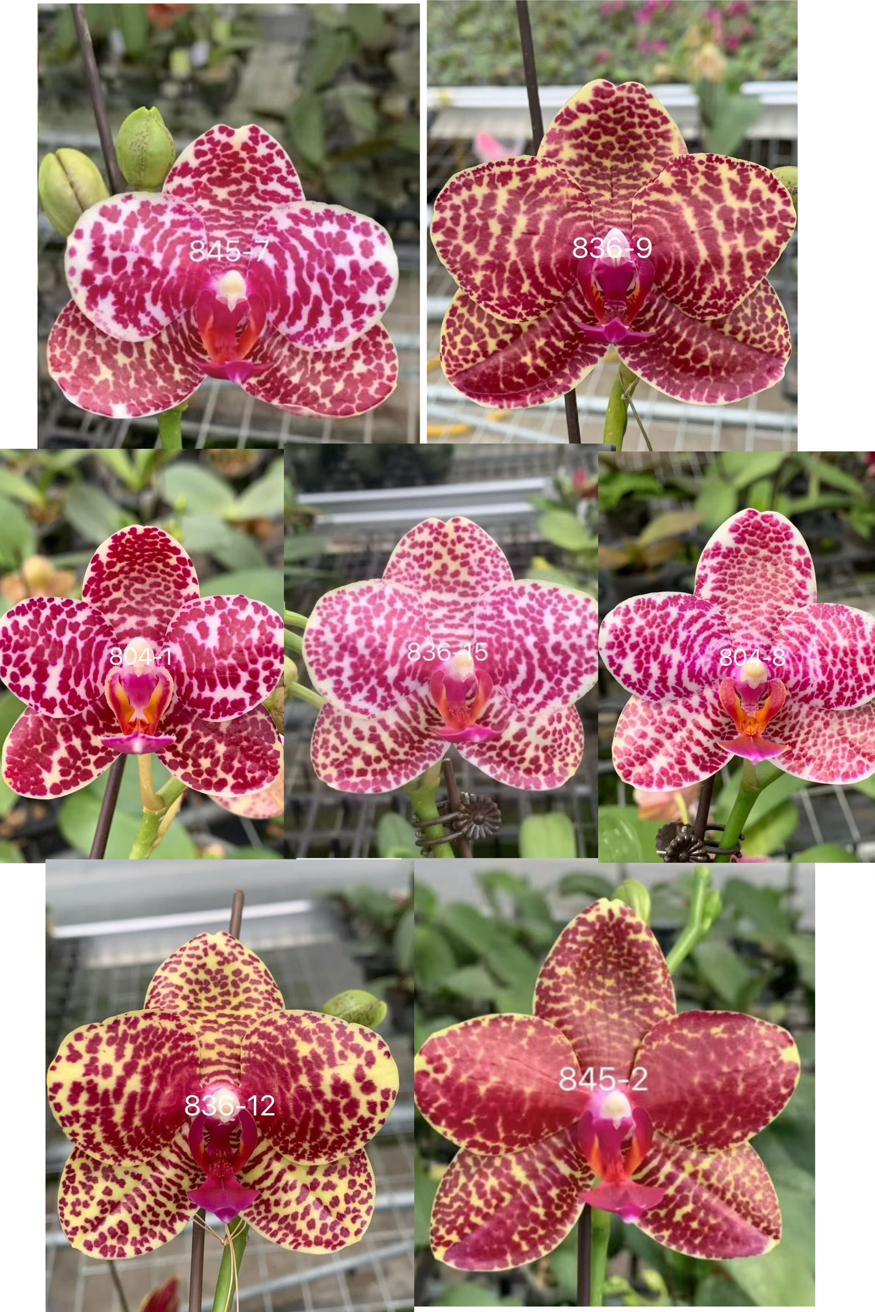 新品 蝴蝶兰【实生豹纹盲盒】2.5寸杯 带花剑,鲜花速递/花卉仿真/绿植园艺,国兰/杂交兰/洋兰类,淘宝优惠券,粉丝福利购,淘宝优惠卷