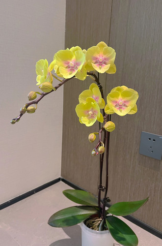 蝴蝶兰【超群美娇娃 ch2143】2.8寸杯 不带花剑