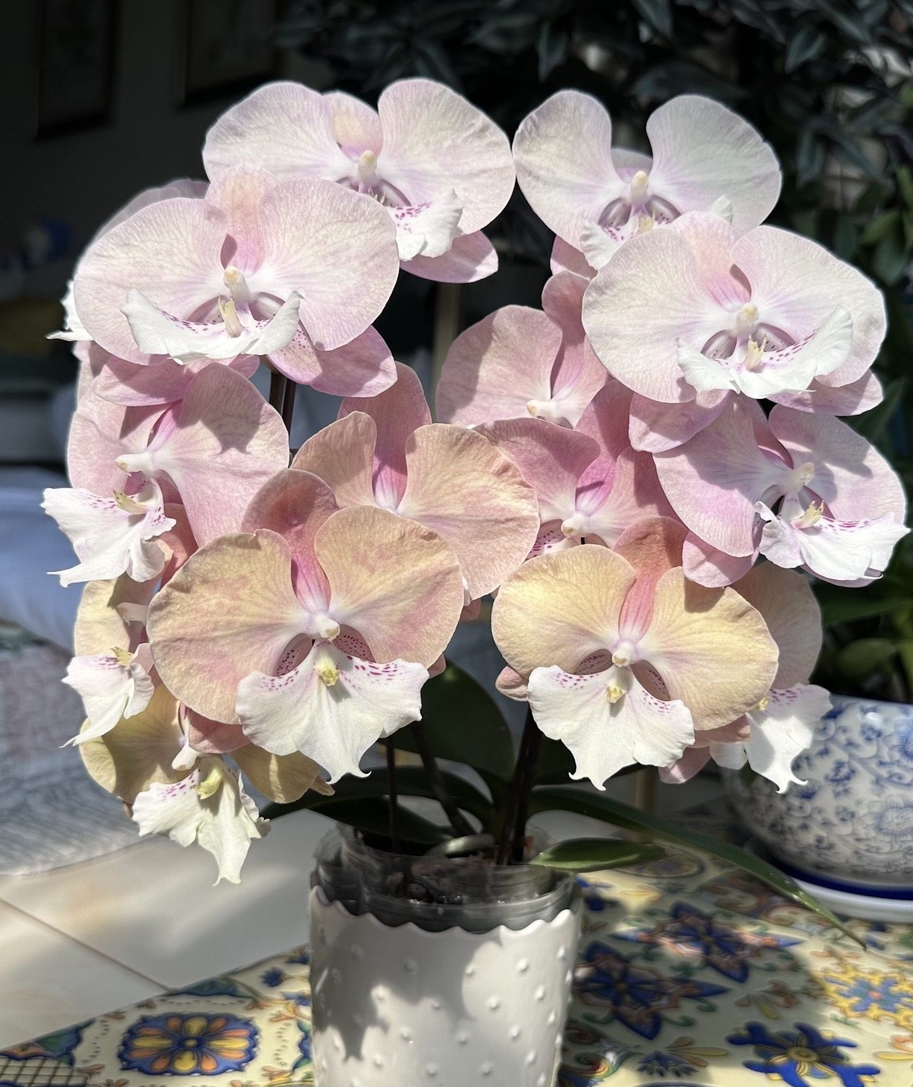 蝴蝶兰（彩虹独角兽）2.8寸杯 带花剑 微瑕疵,鲜花速递/花卉仿真/绿植园艺,国兰/杂交兰/洋兰类,淘宝优惠券,粉丝福利购,淘宝优惠卷