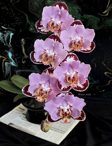 蝴蝶兰【黑钢琴】1.7寸杯  有概率返祖  返祖无售后 三片叶 叶损