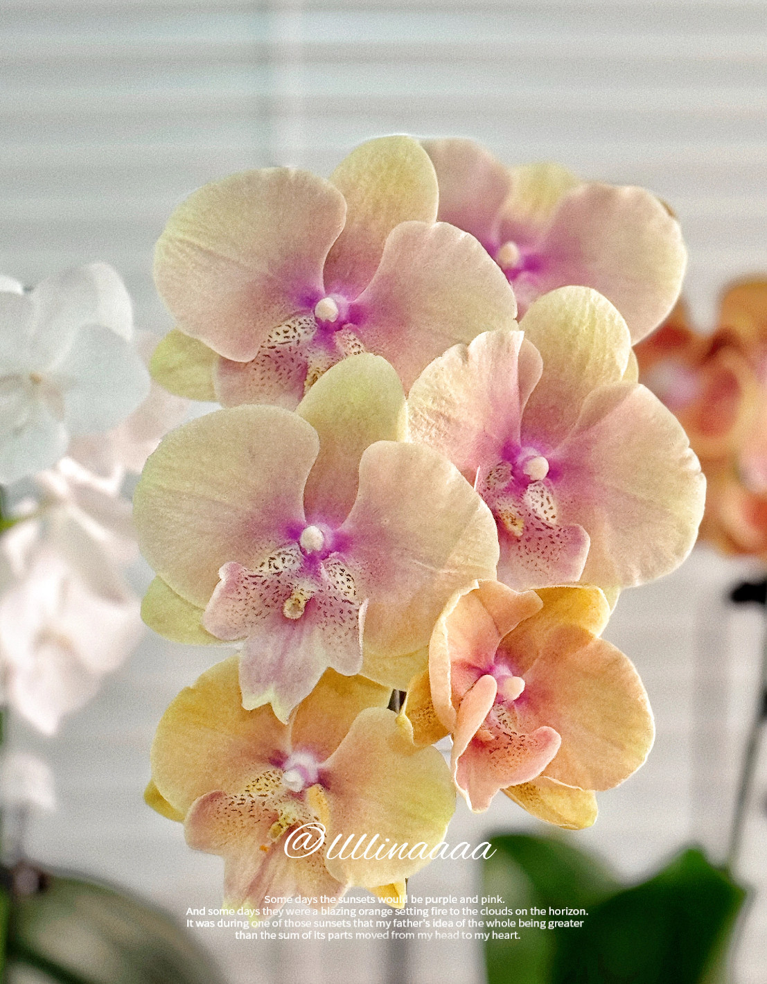 蝴蝶兰【蜜桃508大舌头】3.0加高杯 不带花剑,鲜花速递/花卉仿真/绿植园艺,国兰/杂交兰/洋兰类,淘宝优惠券,粉丝福利购,淘宝优惠卷