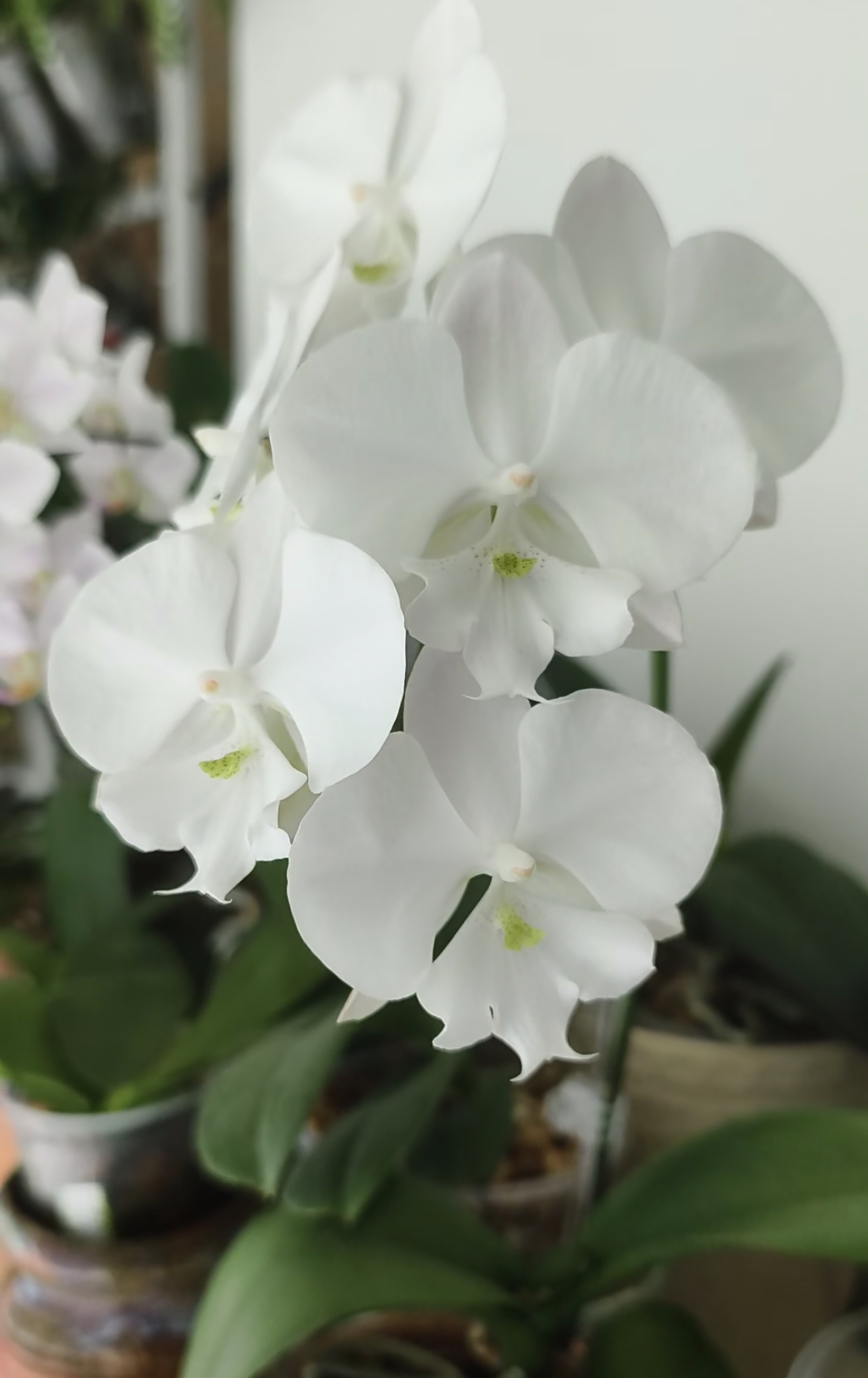 蝴蝶兰【曼塔明多洛】3.5寸杯 不带花剑