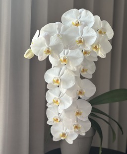 V3大白 蝴蝶兰 包邮 蝴蝶兰2.8寸杯带花剑 任意两颗