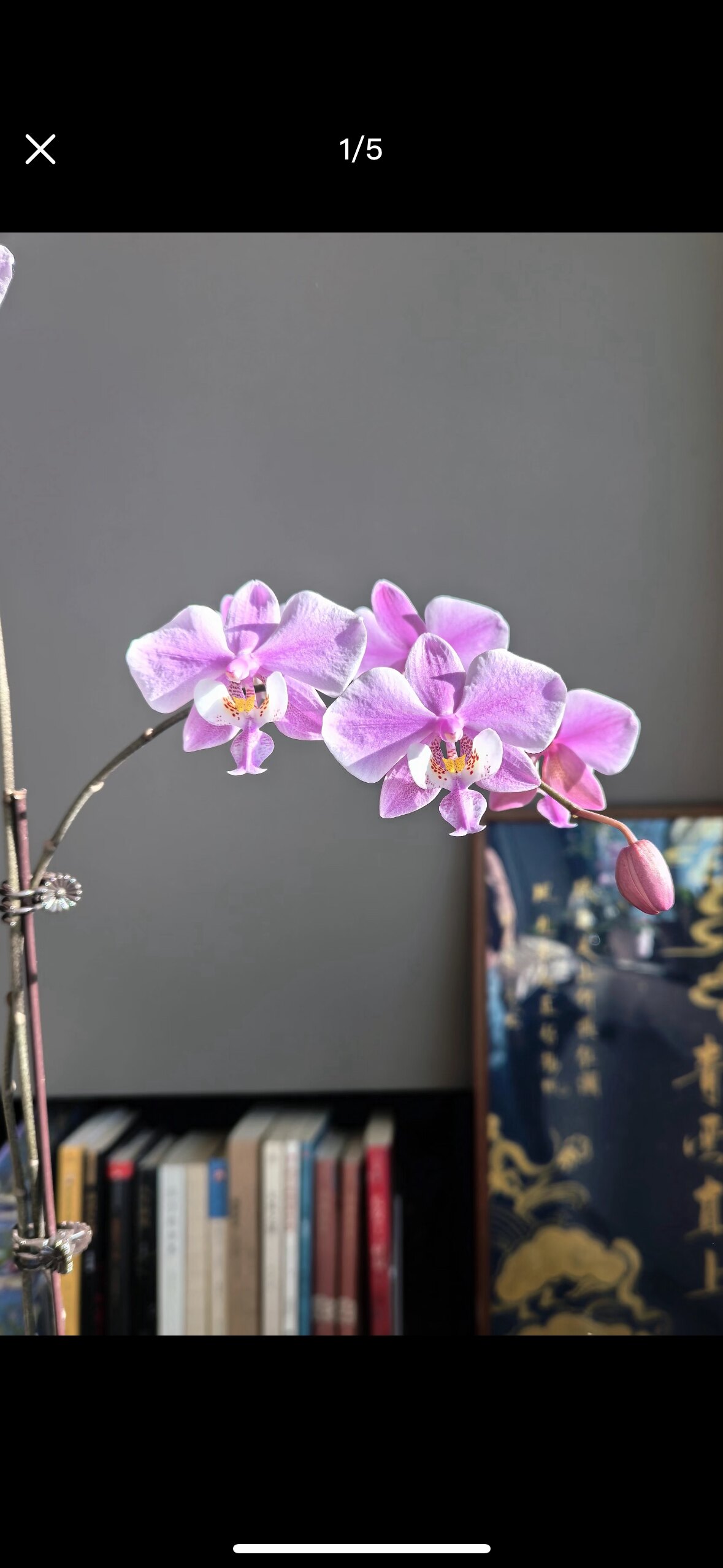 蝴蝶兰【全天香自交西雷利】带花蝴蝶兰