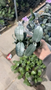 不带花剑 1.7寸杯宝宝苗 蝴蝶兰 超银西