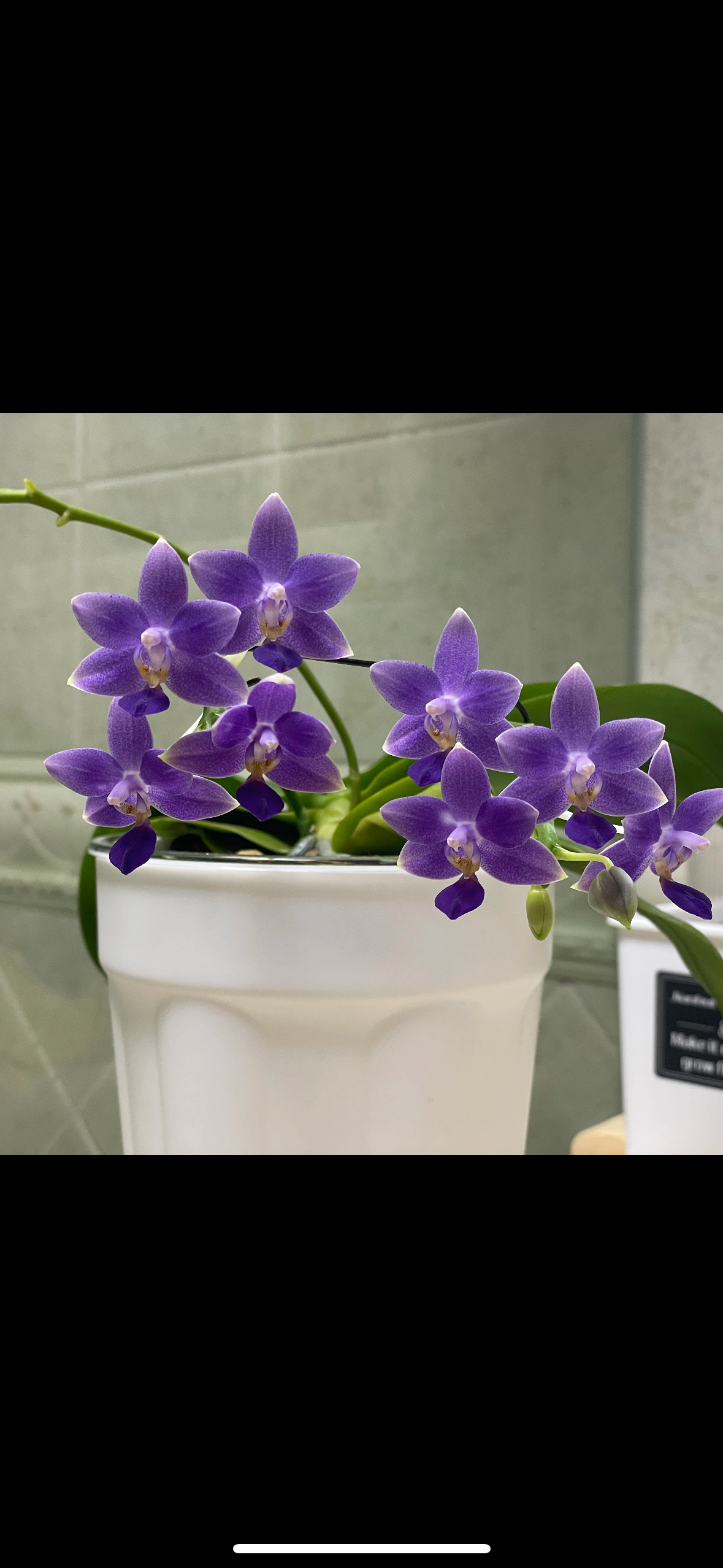 蝴蝶兰 【原生苗EQ狗】2.8寸杯 不带花剑,鲜花速递/花卉仿真/绿植园艺,国兰/杂交兰/洋兰类,淘宝优惠券,粉丝福利购,淘宝优惠卷