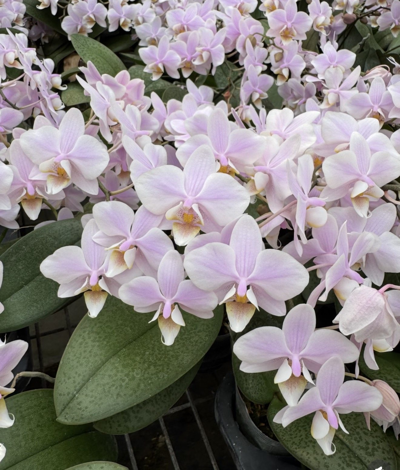 蝴蝶兰【槟榔西施】2.8寸杯带双花剑及以上发货,鲜花速递/花卉仿真/绿植园艺,国兰/杂交兰/洋兰类,淘宝优惠券,粉丝福利购,淘宝优惠卷