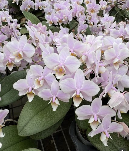 蝴蝶兰【槟榔西施】3.0寸杯带双花剑及以上 根不多