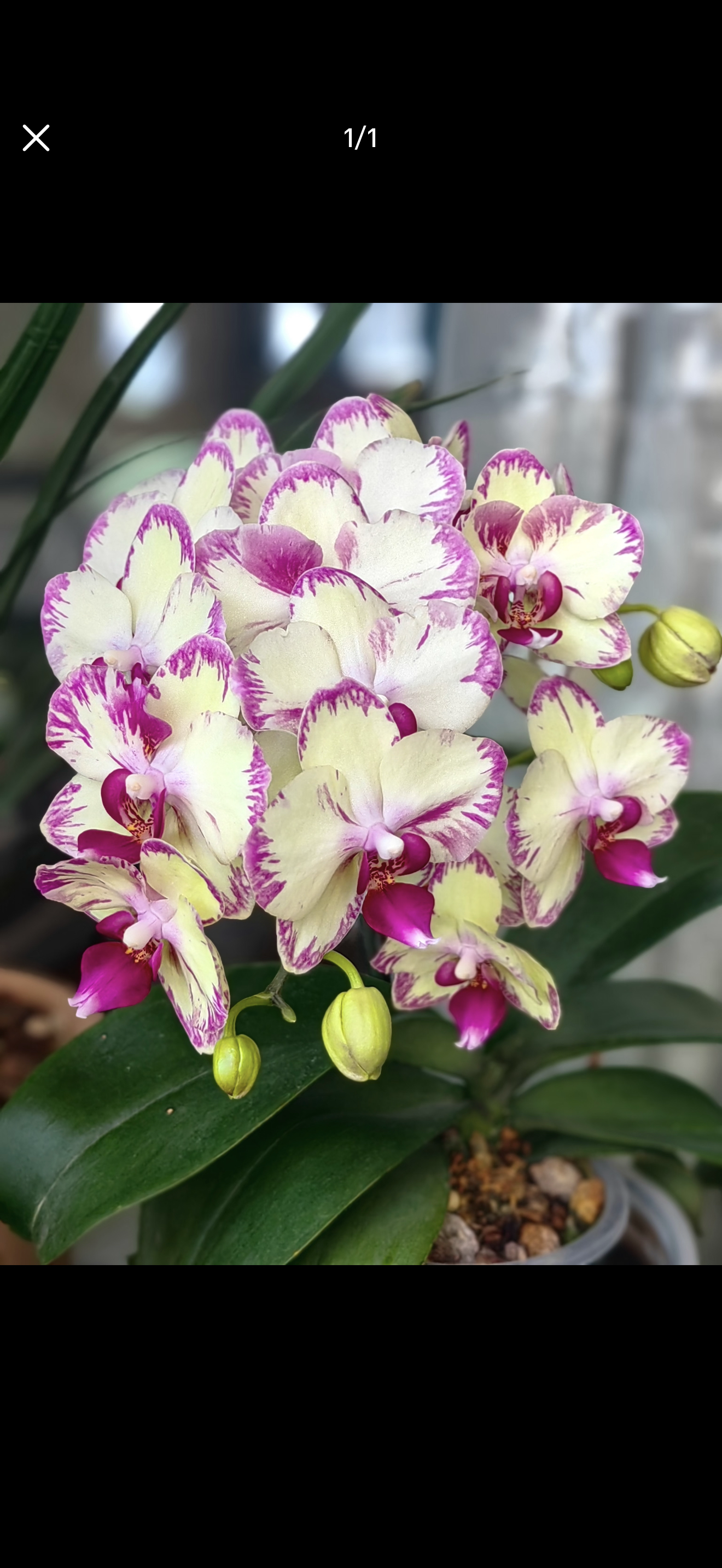 【任意两颗包邮】蝴蝶兰【绿闪电】 2.8寸杯 带花剑 根系一般,鲜花速递/花卉仿真/绿植园艺,国兰/杂交兰/洋兰类,淘宝优惠券,粉丝福利购,淘宝优惠卷