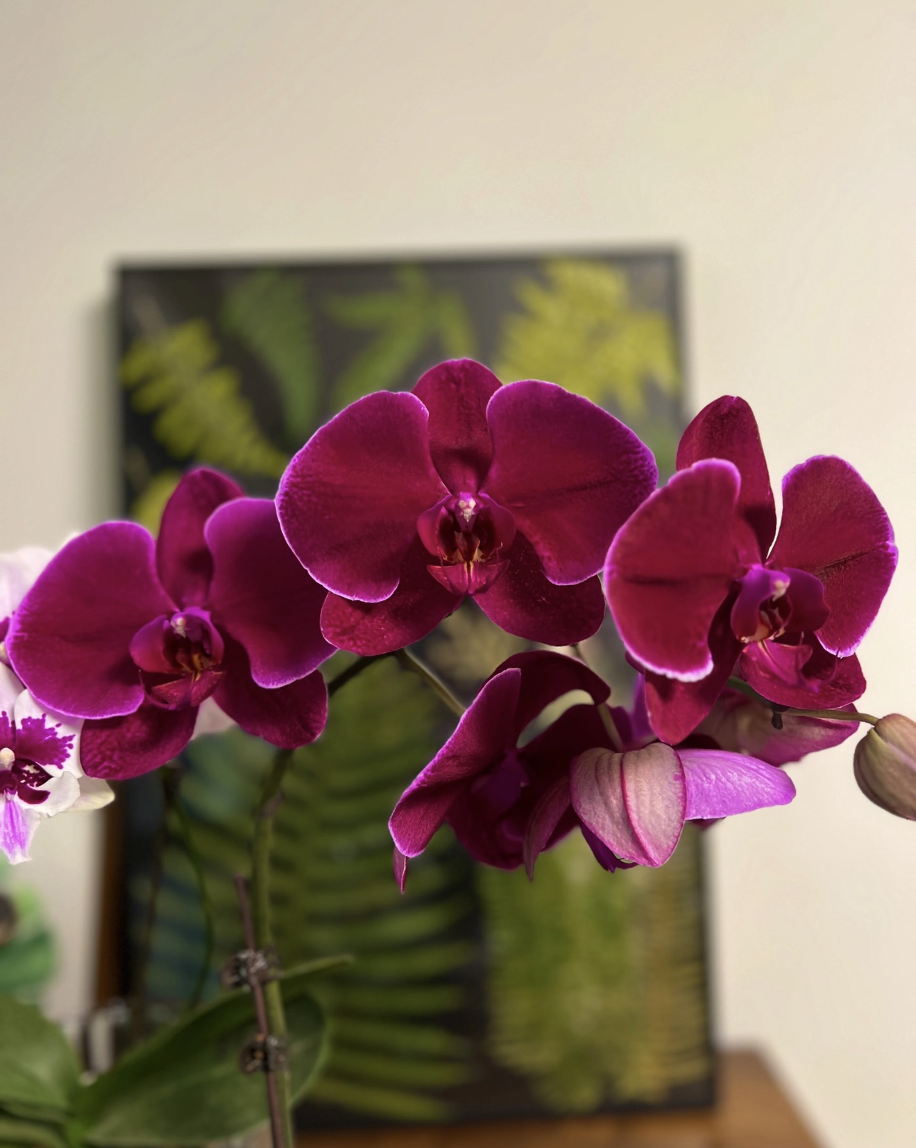 蝴蝶兰（红天鹅）3.5寸加高杯 苗子超大