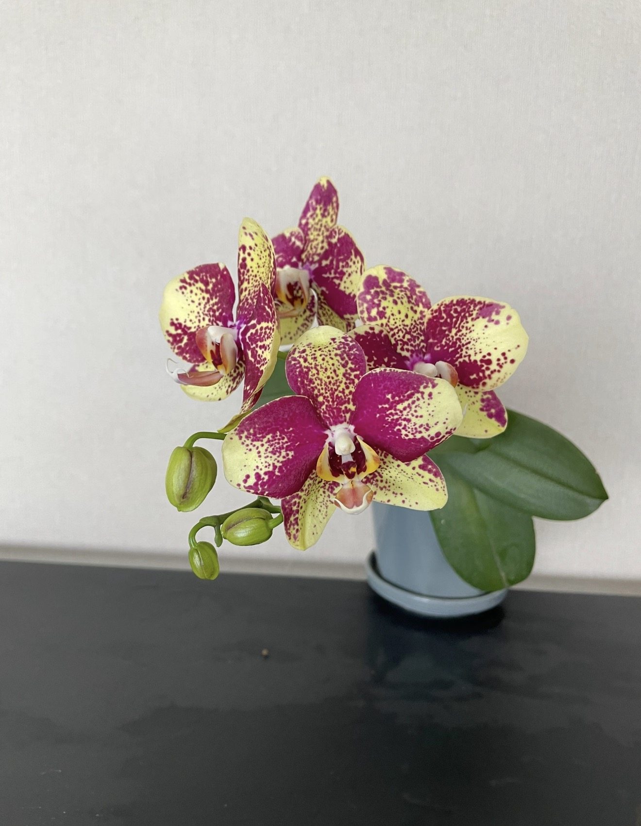 蝴蝶兰【毕加索】2.8寸杯 带花剑 没什么根,鲜花速递/花卉仿真/绿植园艺,国兰/杂交兰/洋兰类,淘宝优惠券,粉丝福利购,淘宝优惠卷