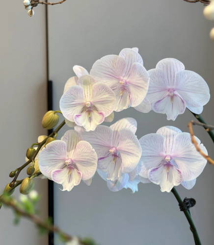 蝴蝶兰【曼塔安汶】3.0寸杯 不带花剑
