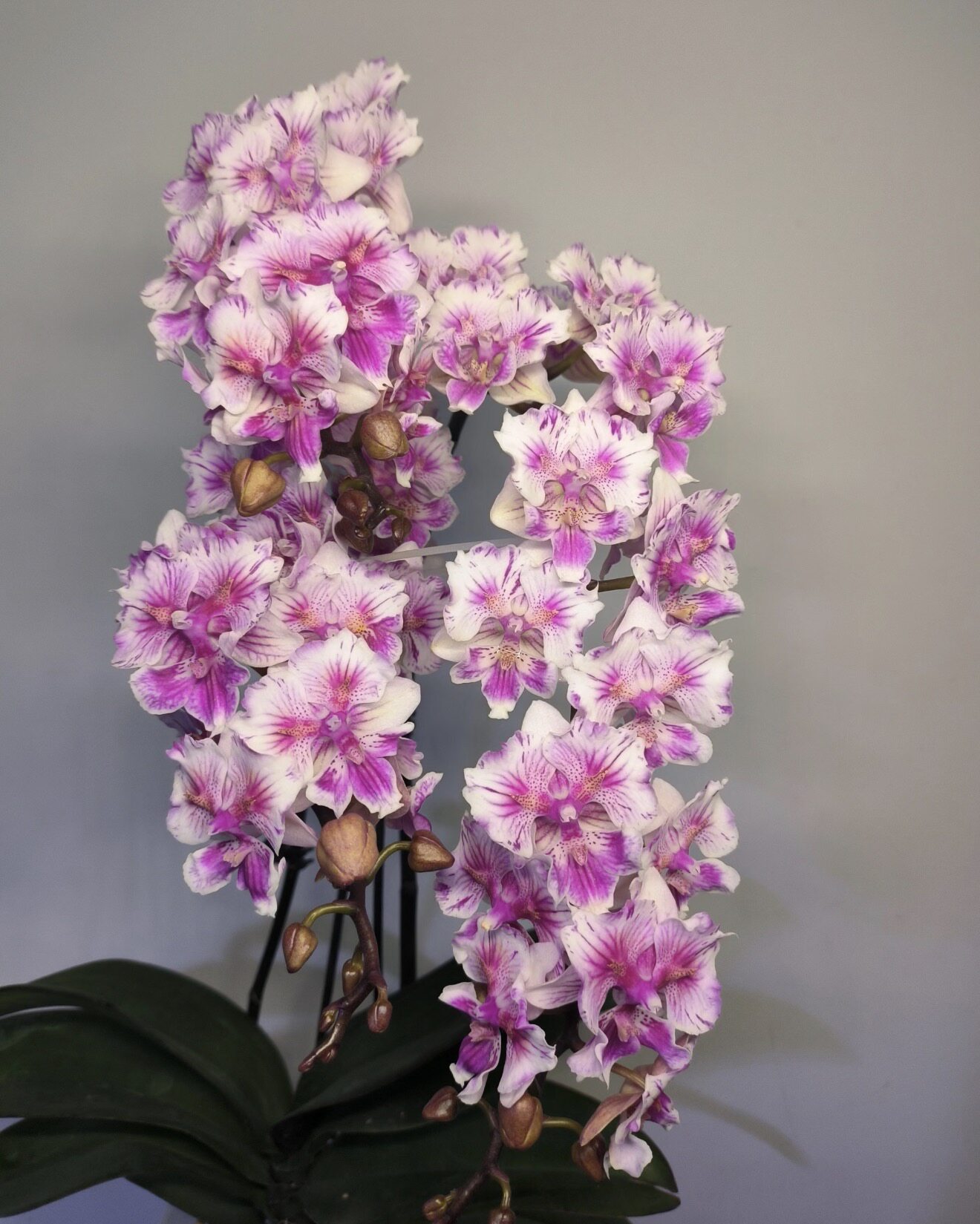 蝴蝶兰【两眼蕾丝可爱多】2.8寸杯 不带花剑 根不多,鲜花速递/花卉仿真/绿植园艺,国兰/杂交兰/洋兰类,淘宝优惠券,粉丝福利购,淘宝优惠卷