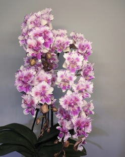 蝴蝶兰【两眼蕾丝可爱多】2.8寸杯 不带花剑 根不多