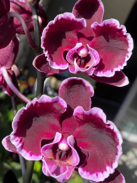 任意两颗包邮 蝴蝶兰【拉丁舞裙】2.8寸杯带花剑苗不大根系一般