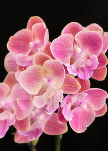 蝴蝶兰【唯美大舌头】3.0寸加高杯 不带花剑