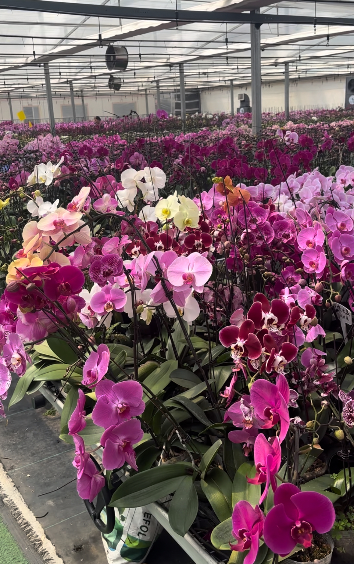 蝴蝶兰 品种花后苗 叶损苗 【品种随机发9.9两颗】非颈腐 无售后