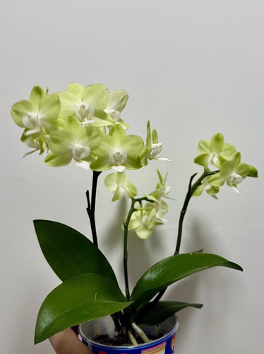 蝴蝶兰【冰心薄荷糖】2.8寸杯 不带花剑