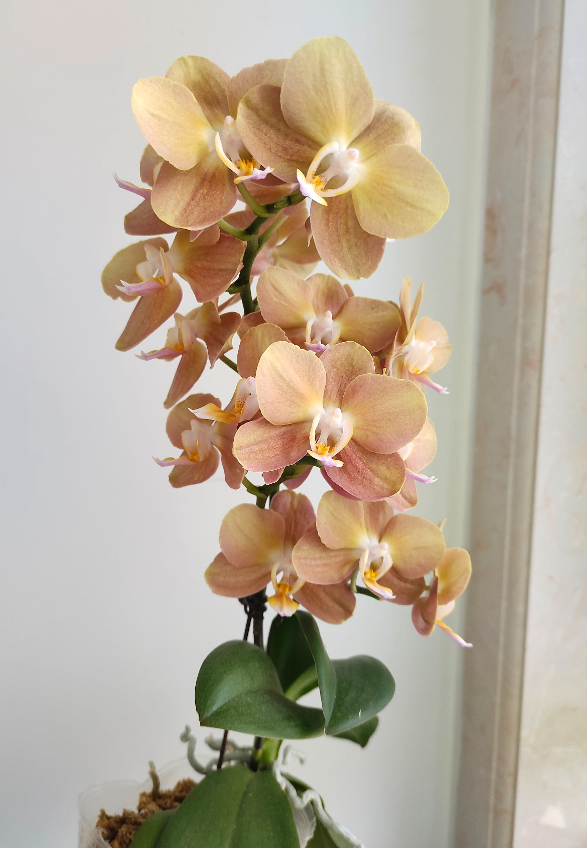 蝴蝶兰（摩纳哥）3.0加高杯 带花剑,鲜花速递/花卉仿真/绿植园艺,国兰/杂交兰/洋兰类,淘宝优惠券,粉丝福利购,淘宝优惠卷