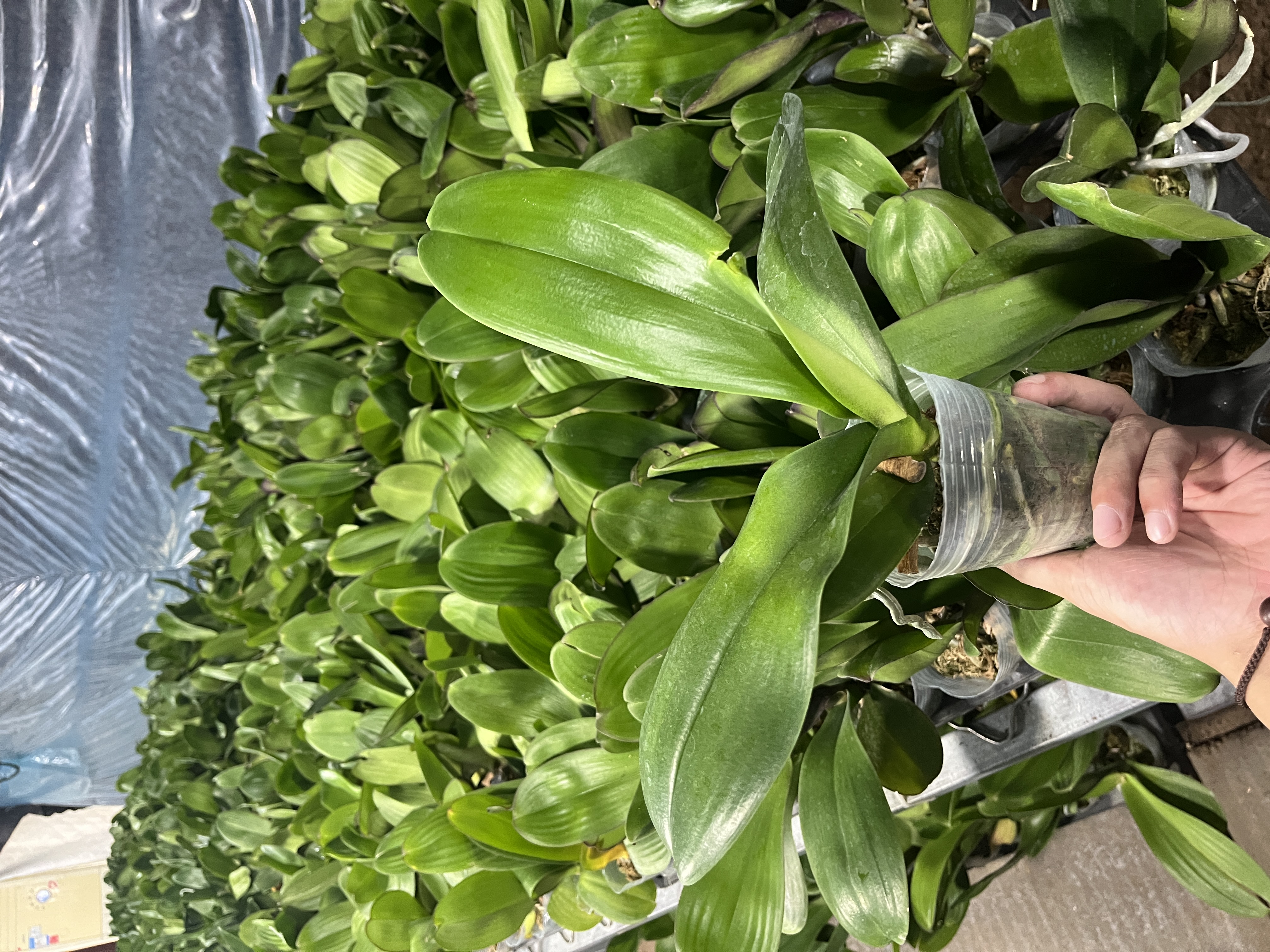 【5棵一组19.9】蝴蝶兰瑕疵叶损苗2.8到3.0寸杯 非颈腐 无售后