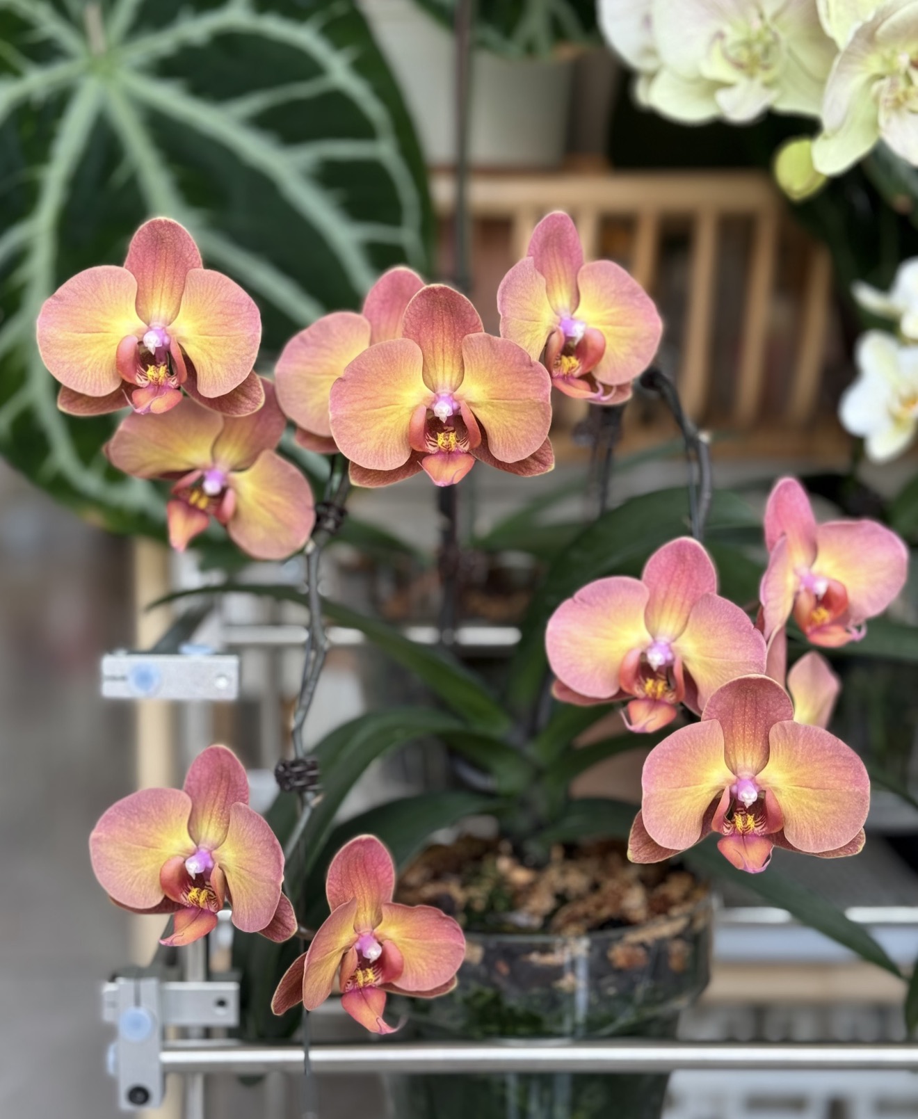 一颗不发 蝴蝶兰 【霞光 落日宝珠】1.7寸杯宝宝苗