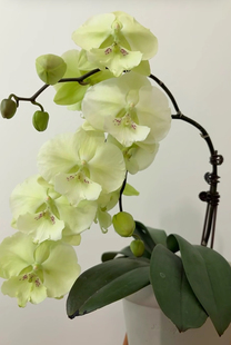 蝴蝶兰【幻境 森林之子】刚升2.8寸杯 不带花剑