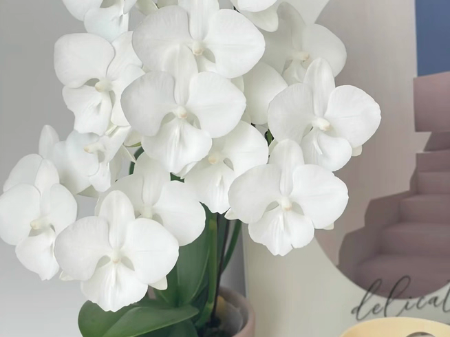 蝴蝶兰 白天鹅 2.8寸杯不带剑