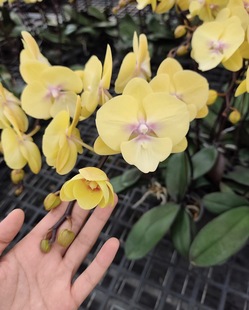 任意两颗包邮蝴蝶兰【中轮黄花大舌头】2.8寸杯 不带花剑