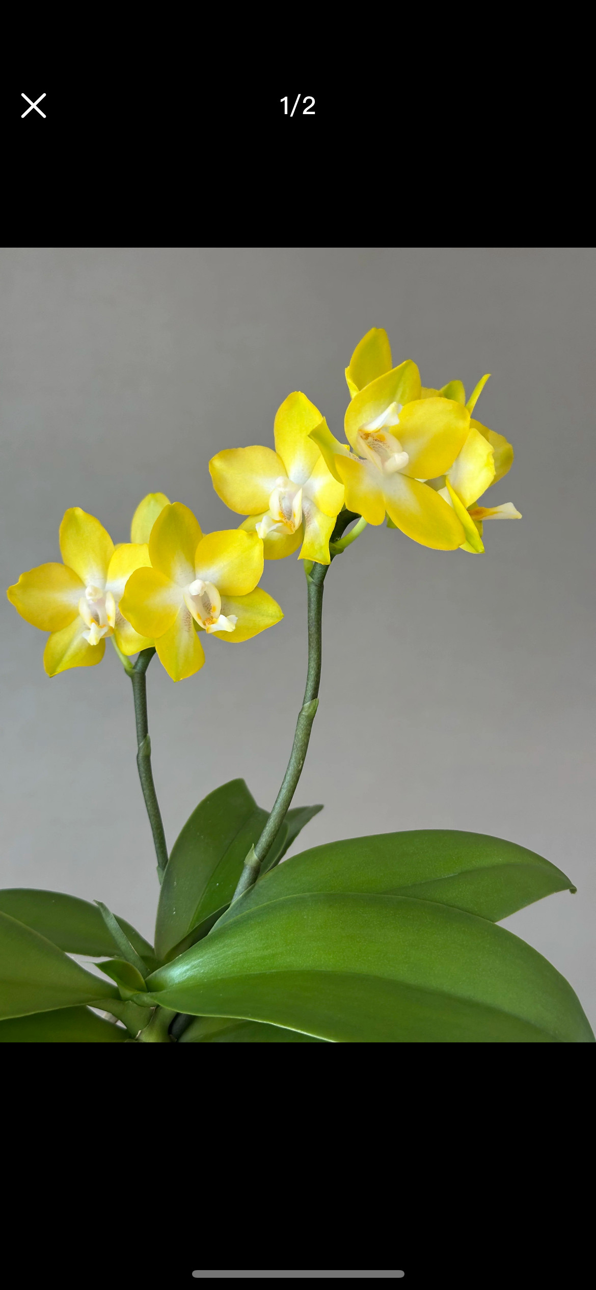 任意两颗包邮【柠星】 蝴蝶兰 2.8寸杯 带花剑 根系一般,鲜花速递/花卉仿真/绿植园艺,国兰/杂交兰/洋兰类,淘宝优惠券,粉丝福利购,淘宝优惠卷