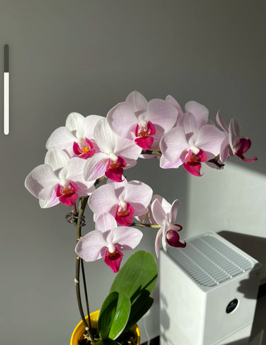 蝴蝶兰【貂蝉 第 一 名】2.8寸杯不带花剑