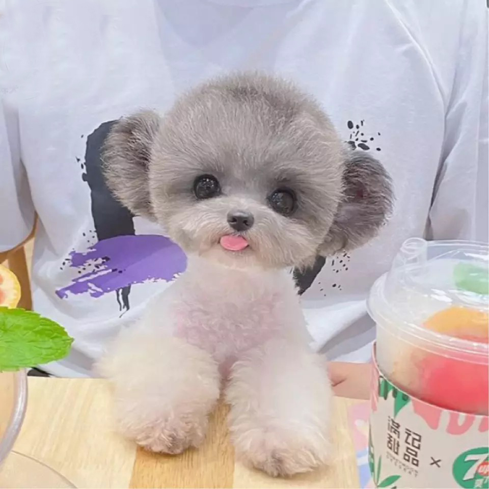 无偿领养飞耳灰色泰迪犬幼犬长不大贵宾犬茶杯迷你犬活体宠物狗狗