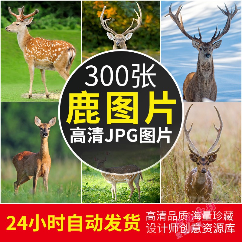 4k高清鹿图片 梅花鹿长颈鹿摄影照片壁纸临摹绘画jpg设计素材
