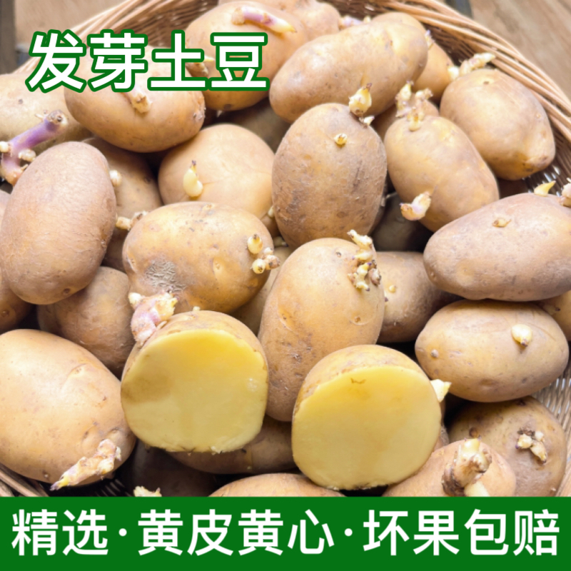 恩施小土豆种子秋播黄皮黄心带芽