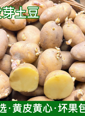 土豆种子带芽秋播湖北恩施老品种高山自留正宗黄皮黄心马铃薯种子