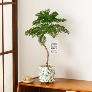 造型蓝花楹禅意盆栽客厅办公室内桌面绿植花卉植物好养活植物摆件