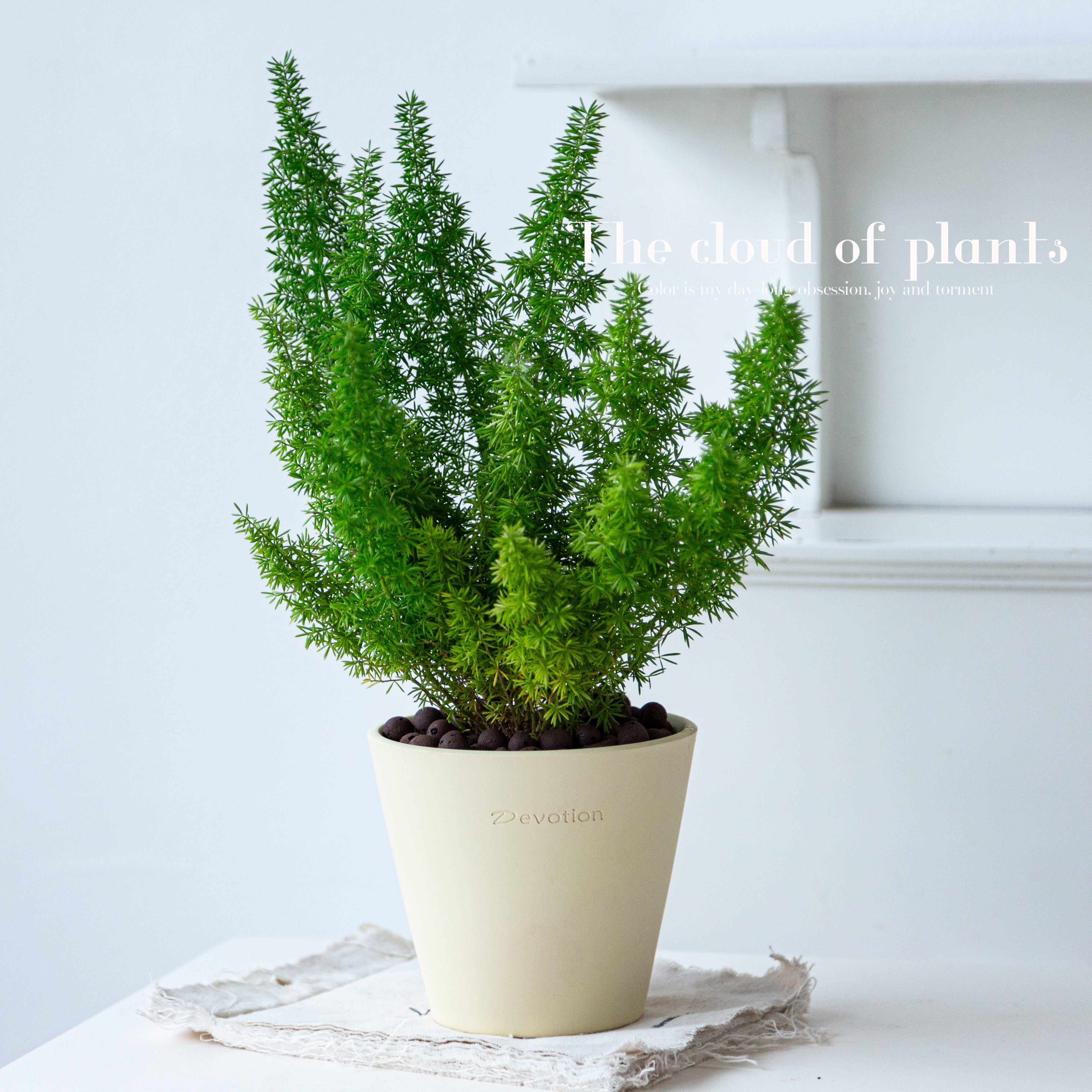 狐尾天门冬盆栽室内客厅桌面常绿植物对动物友好趣味可爱好养绿植