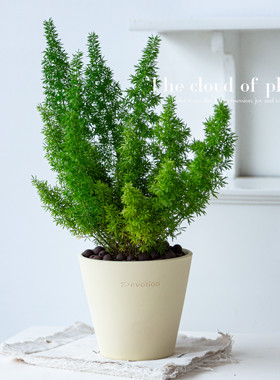 狐尾天门冬盆栽室内客厅桌面常绿植物对动物友好趣味可爱好养绿植