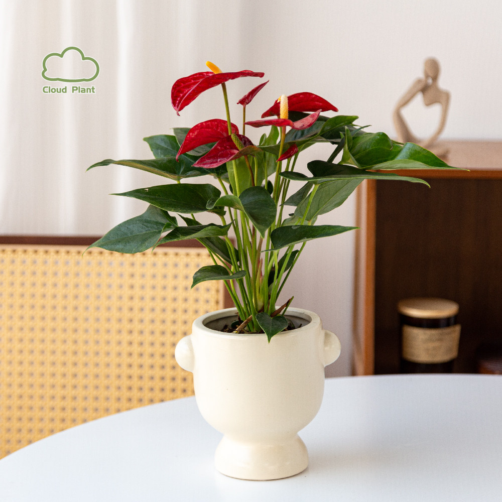 红掌盆栽开业乔迁植物盆景送礼桌面网红摆件绿植大叶大花花卉客厅