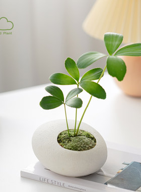 墨西哥铁树北欧风室内迷你绿植四叶幸运草生日礼物花卉植物小盆栽