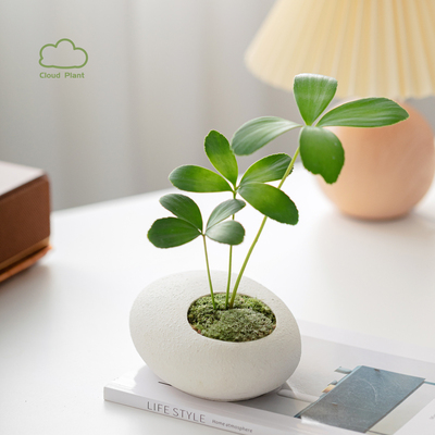 墨西哥铁树北欧风室内迷你绿植四叶幸运草生日礼物花卉植物小盆栽