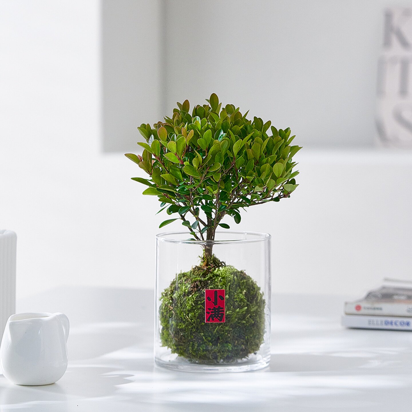 小叶赤楠苔藓球盆栽办公室内桌面解压精致好养小盆景绿植花卉植物