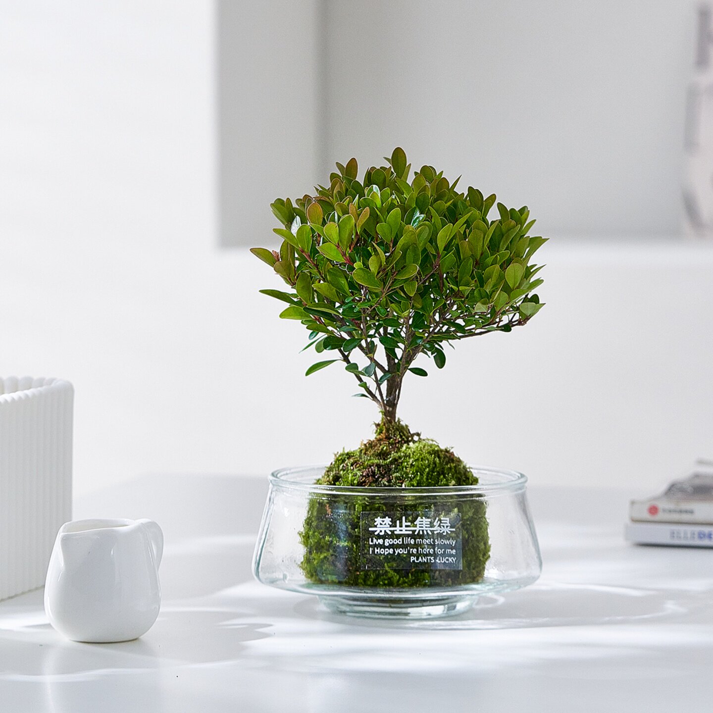 小叶赤楠苔藓球盆栽办公室内桌面解压精致好养小盆景绿植花卉植物