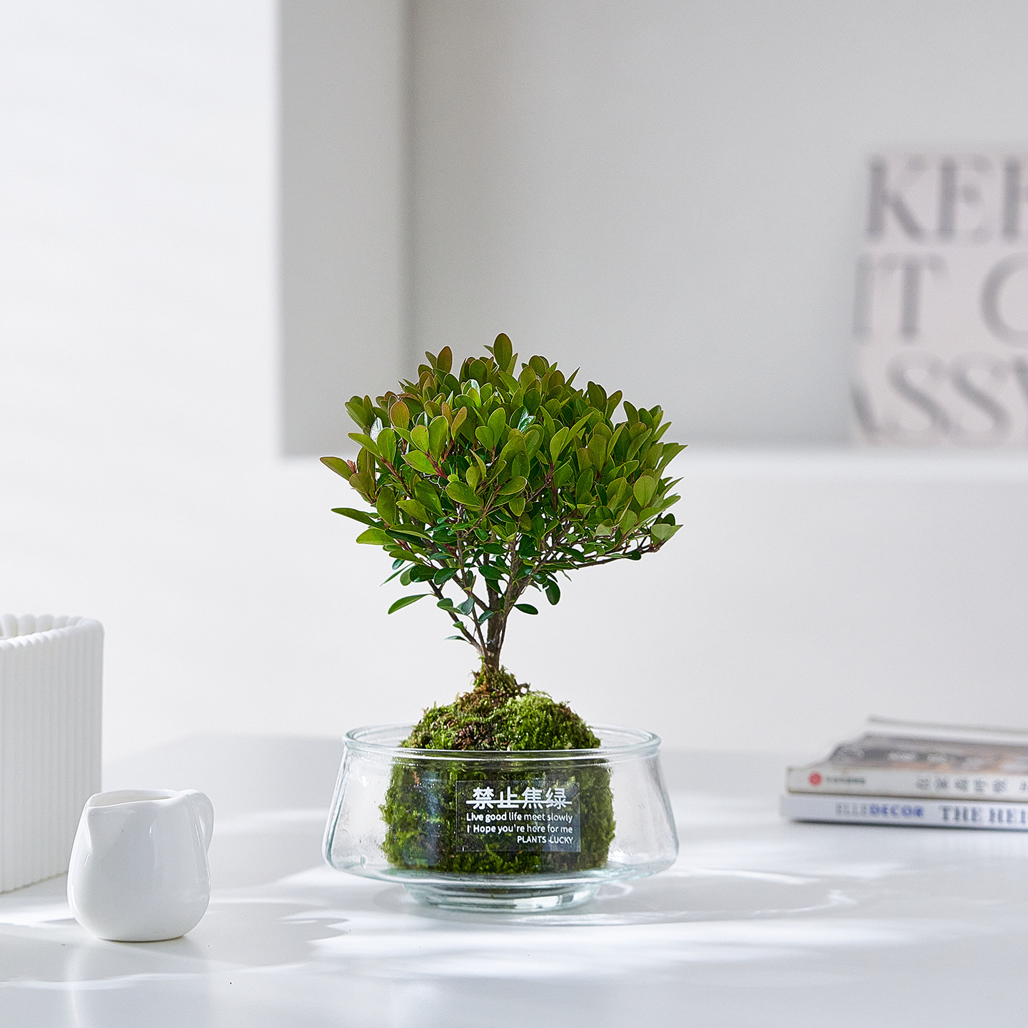 小叶赤楠苔藓球盆栽办公室内桌面解压精致好养小盆景绿植花卉植物