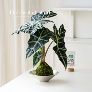 大仙女海芋苔藓球盆栽水培植物办公室内客厅桌面好养懒人绿植花卉
