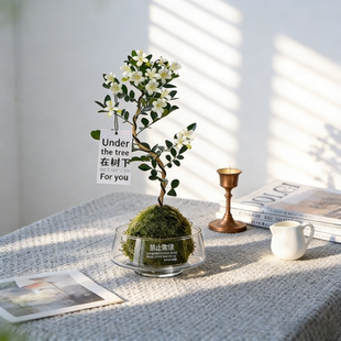 九里香苔藓球绿植水培植物室内桌面茶台植物摆件办公室好养小盆栽