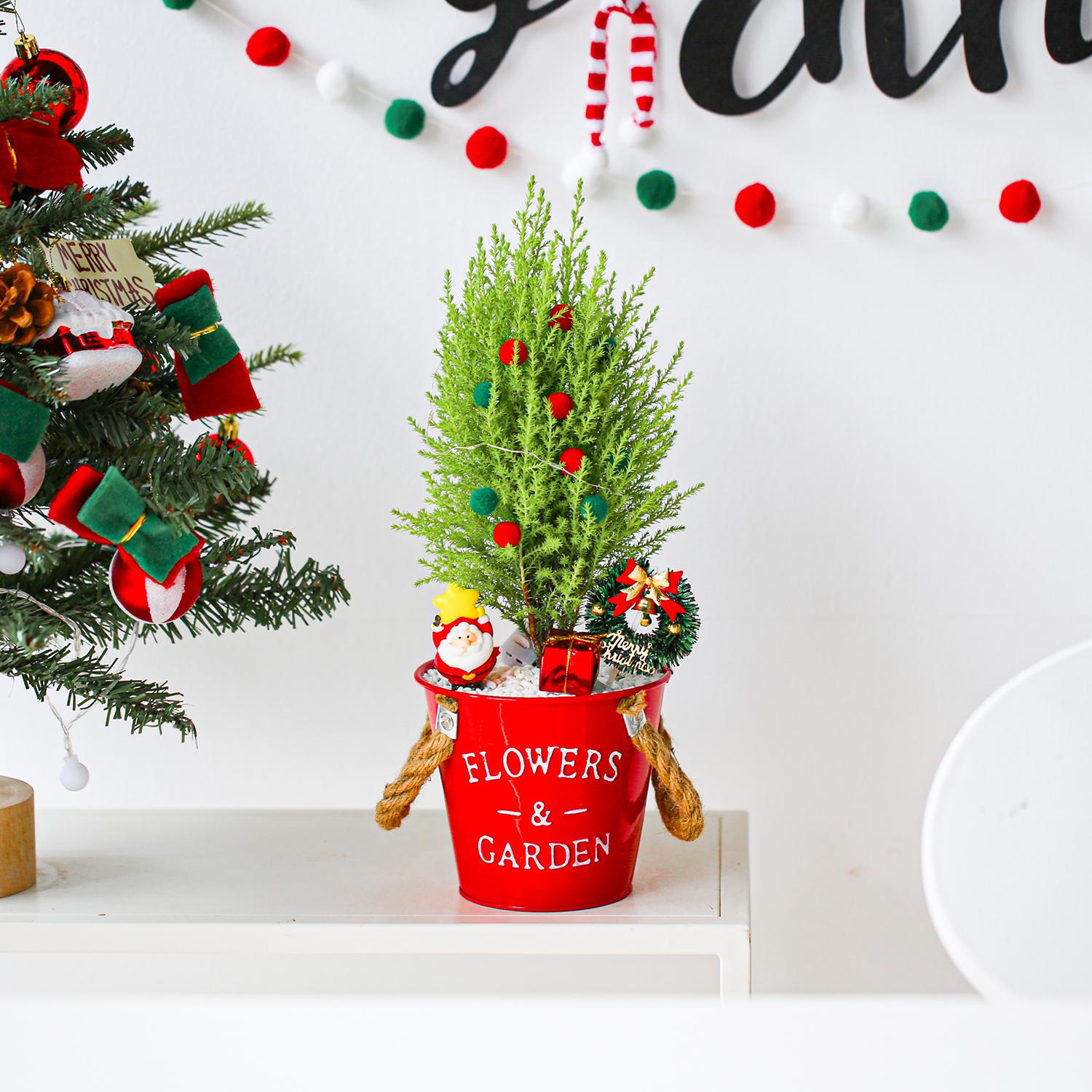 圣诞节香松盆栽室内客厅桌面节日氛围绿植摆件四季好养圣诞树礼物