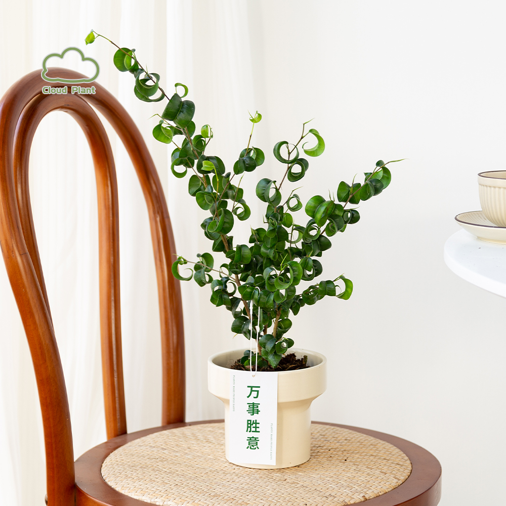 卷福盆栽卷叶榕室内盆栽